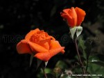 Lovers Meeting-1.jpg